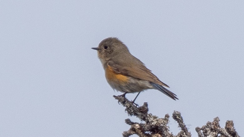 Red-flanked Bluetail - ML620275466