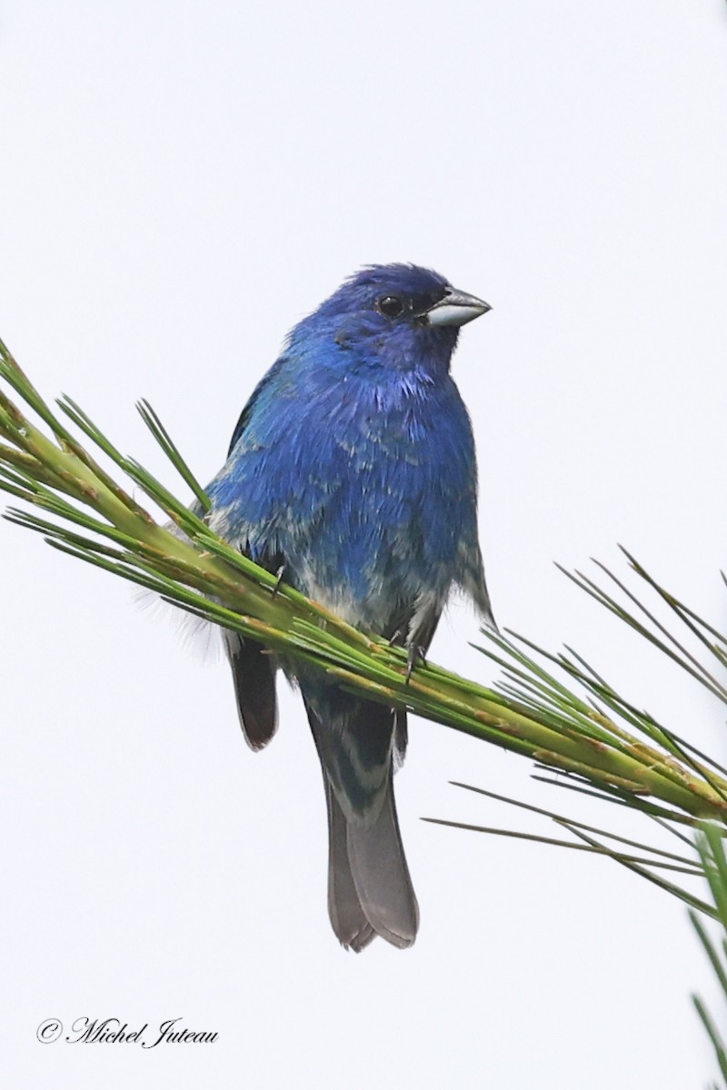 Indigo Bunting - ML620275471