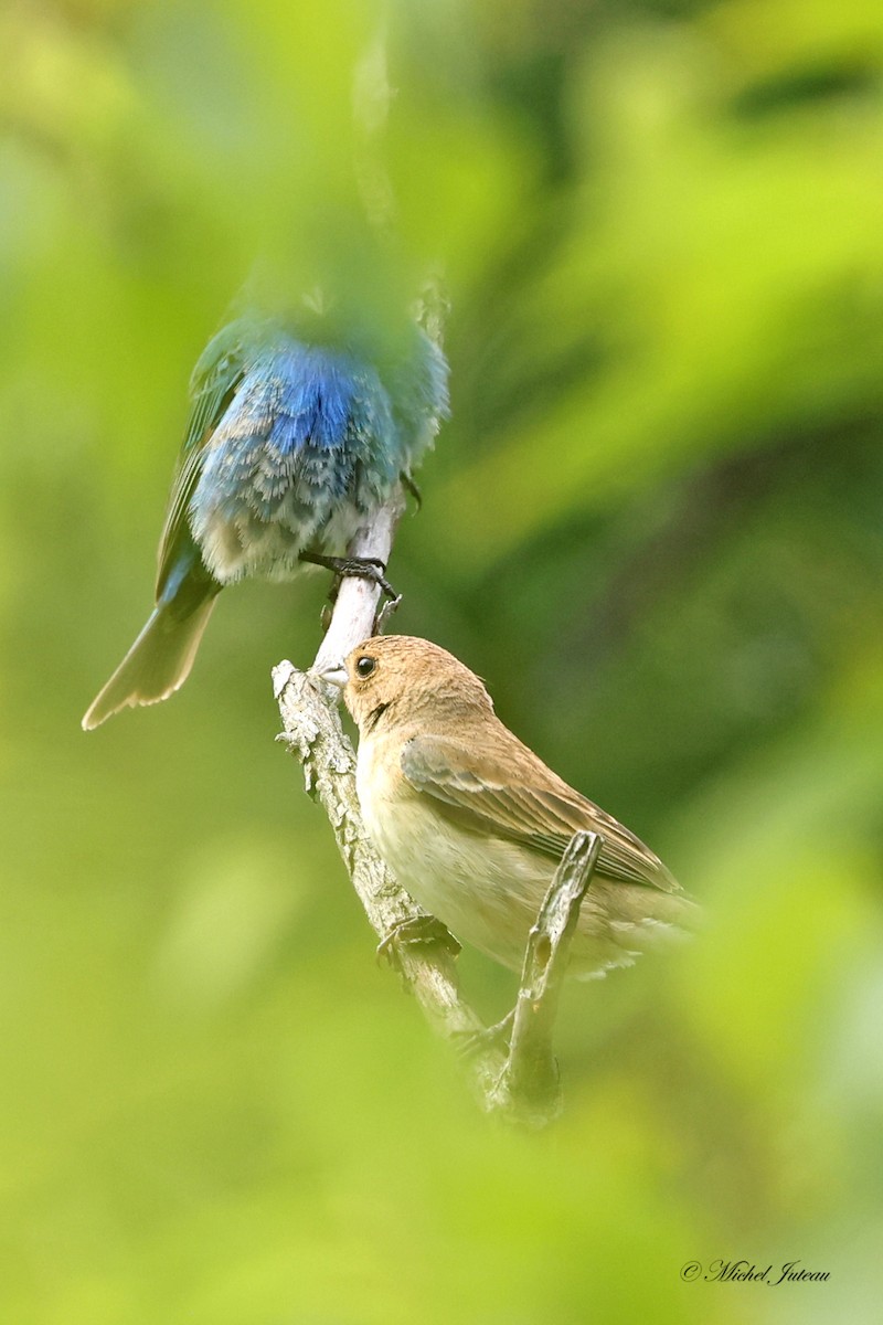 Indigo Bunting - ML620275474