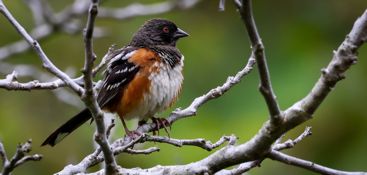 Spotted Towhee - ML620275475