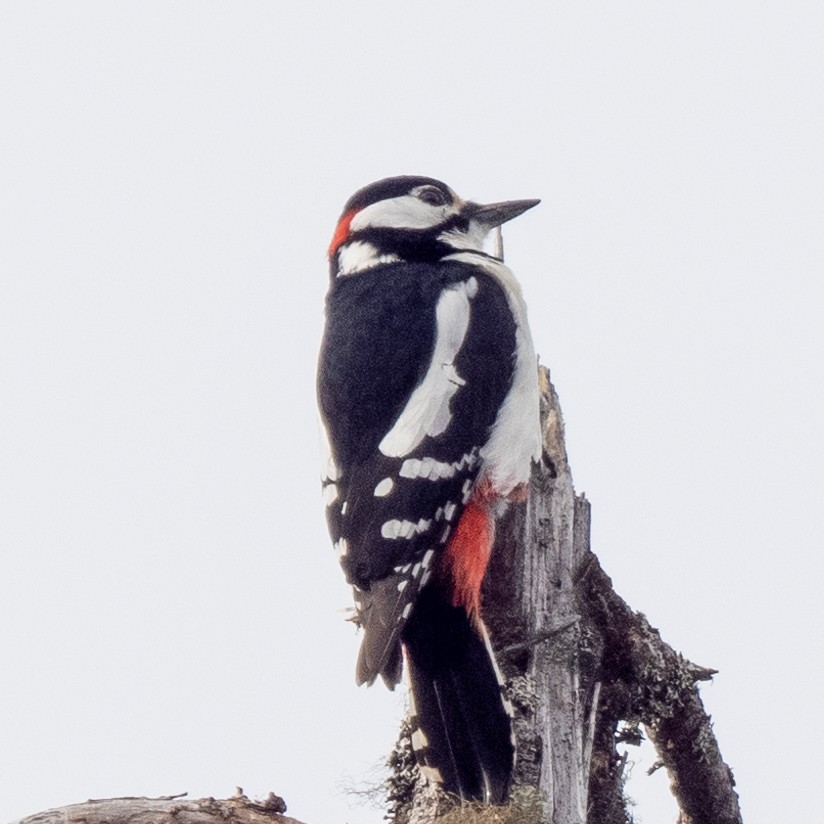 Great Spotted Woodpecker - ML620275484