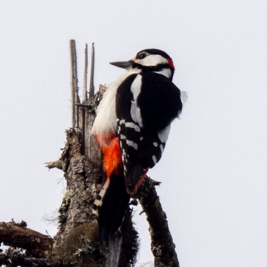 Great Spotted Woodpecker - ML620275485