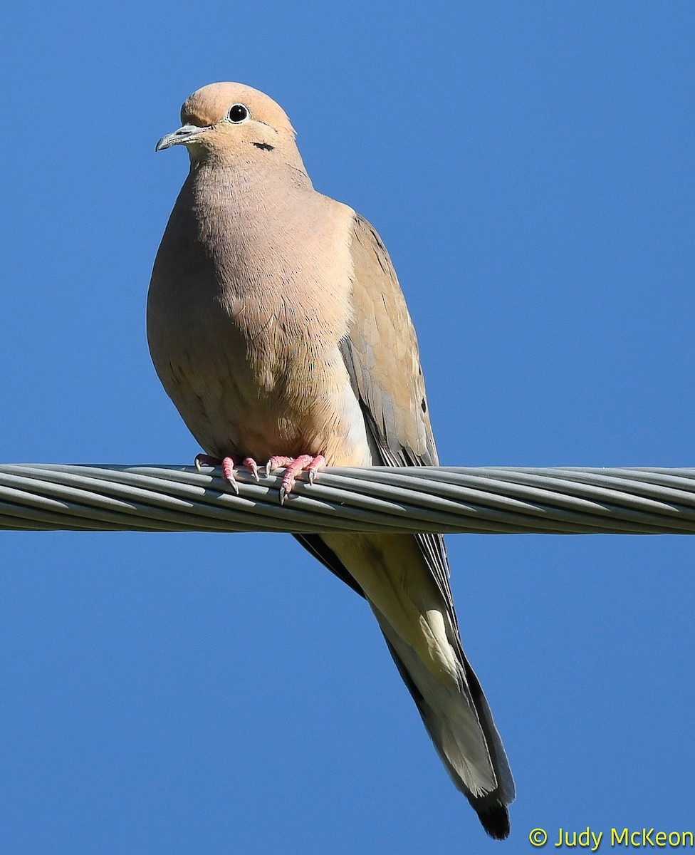 Mourning Dove - ML620275486