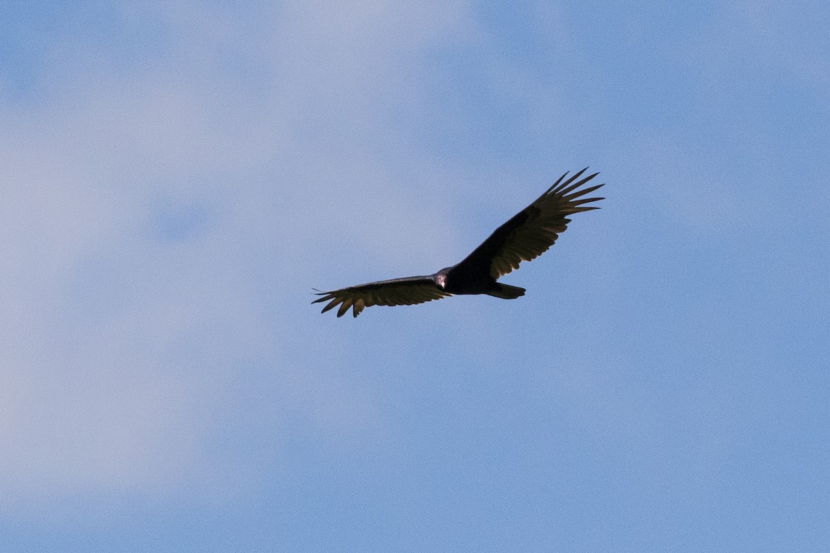 Turkey Vulture - ML620275487