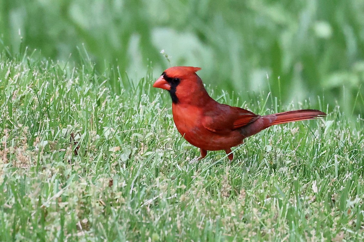 Cardinal rouge - ML620275488