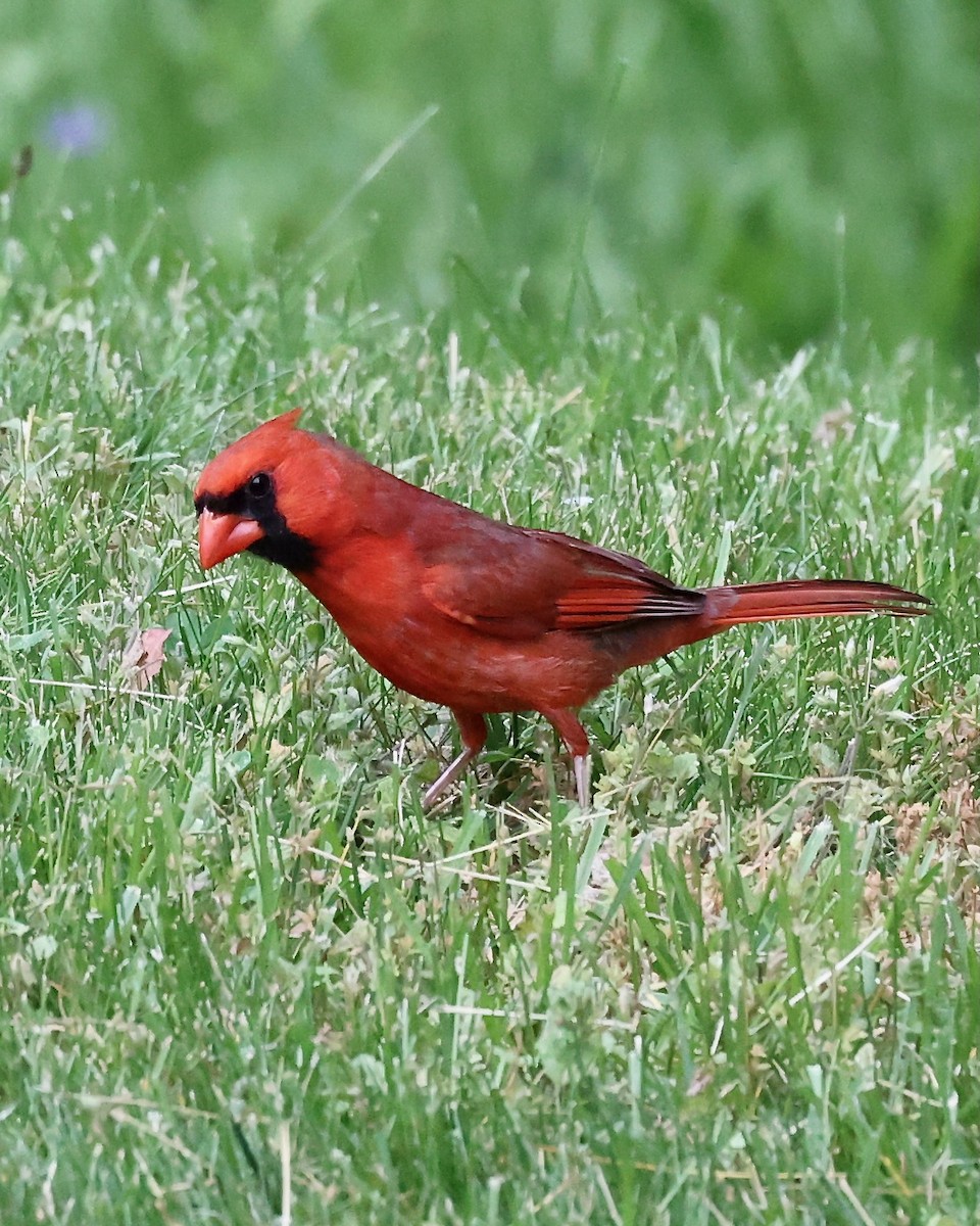 Cardinal rouge - ML620275489