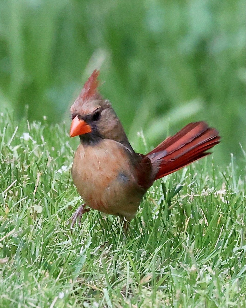 Cardinal rouge - ML620275490