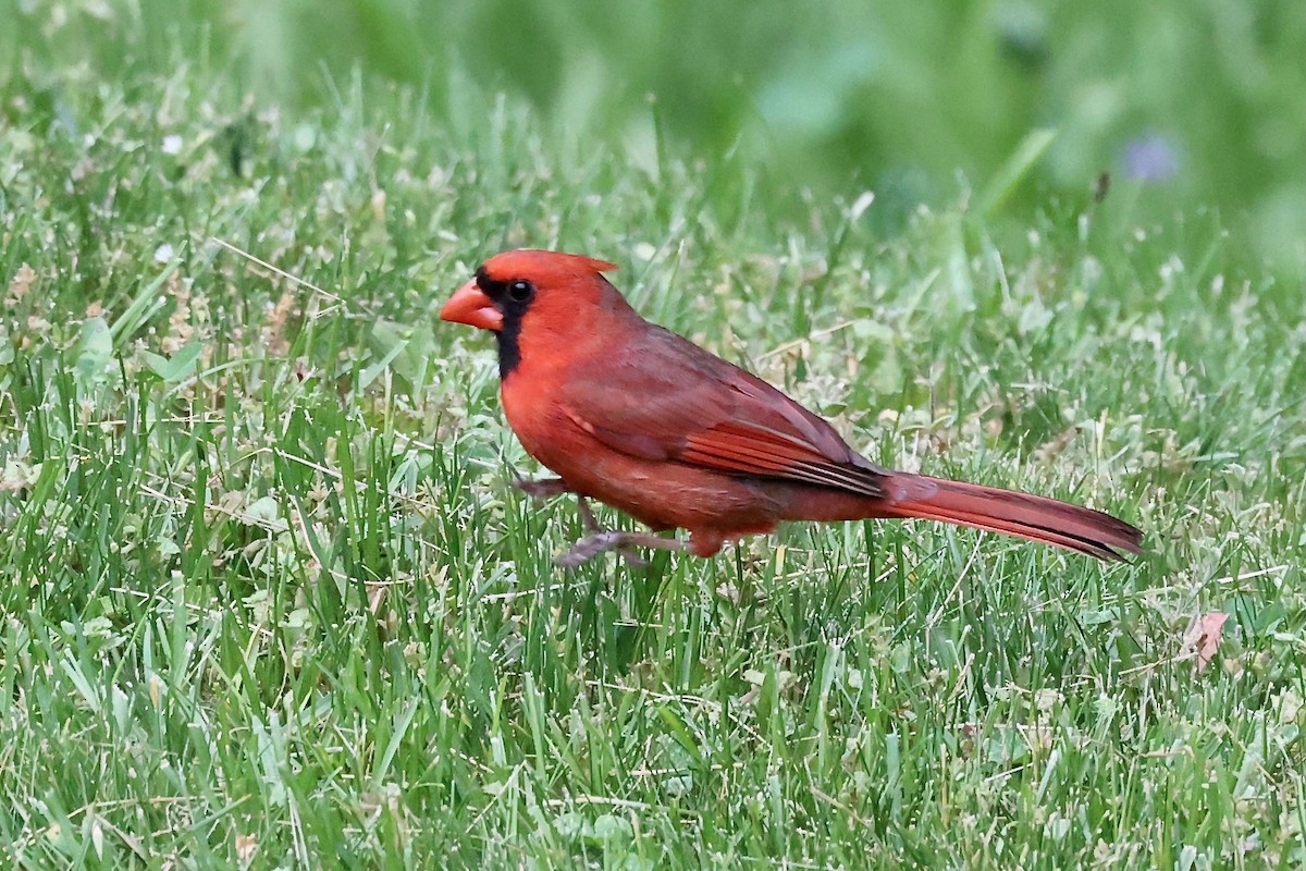 Cardinal rouge - ML620275491