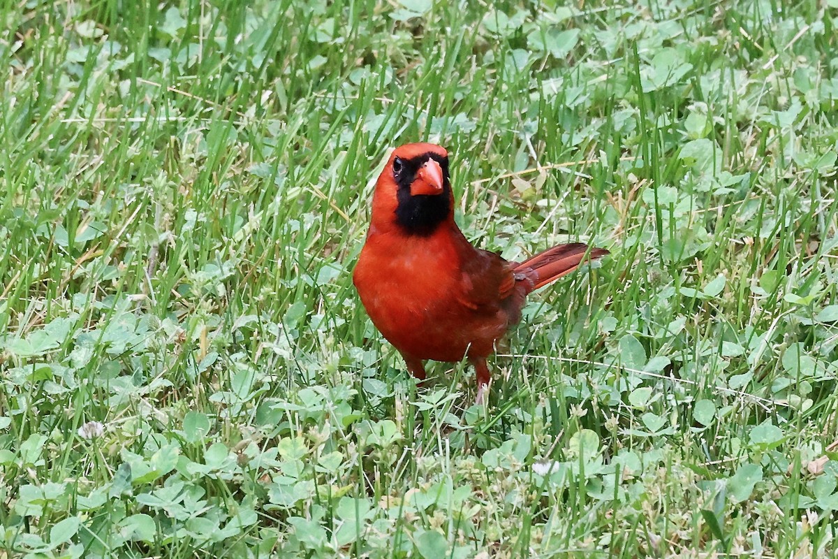 Cardinal rouge - ML620275493