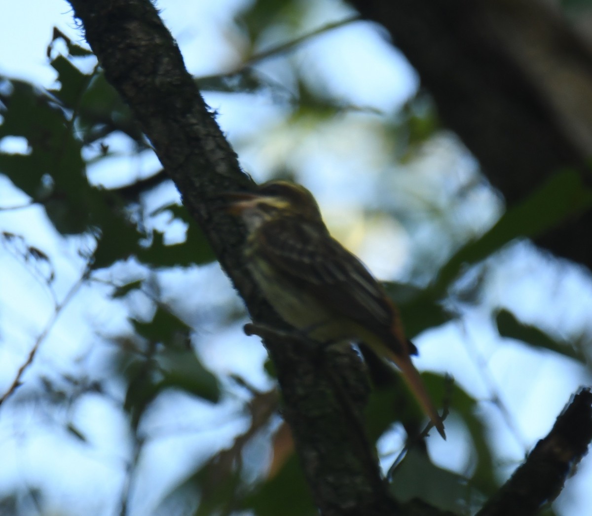 Streaked Flycatcher - ML620275494