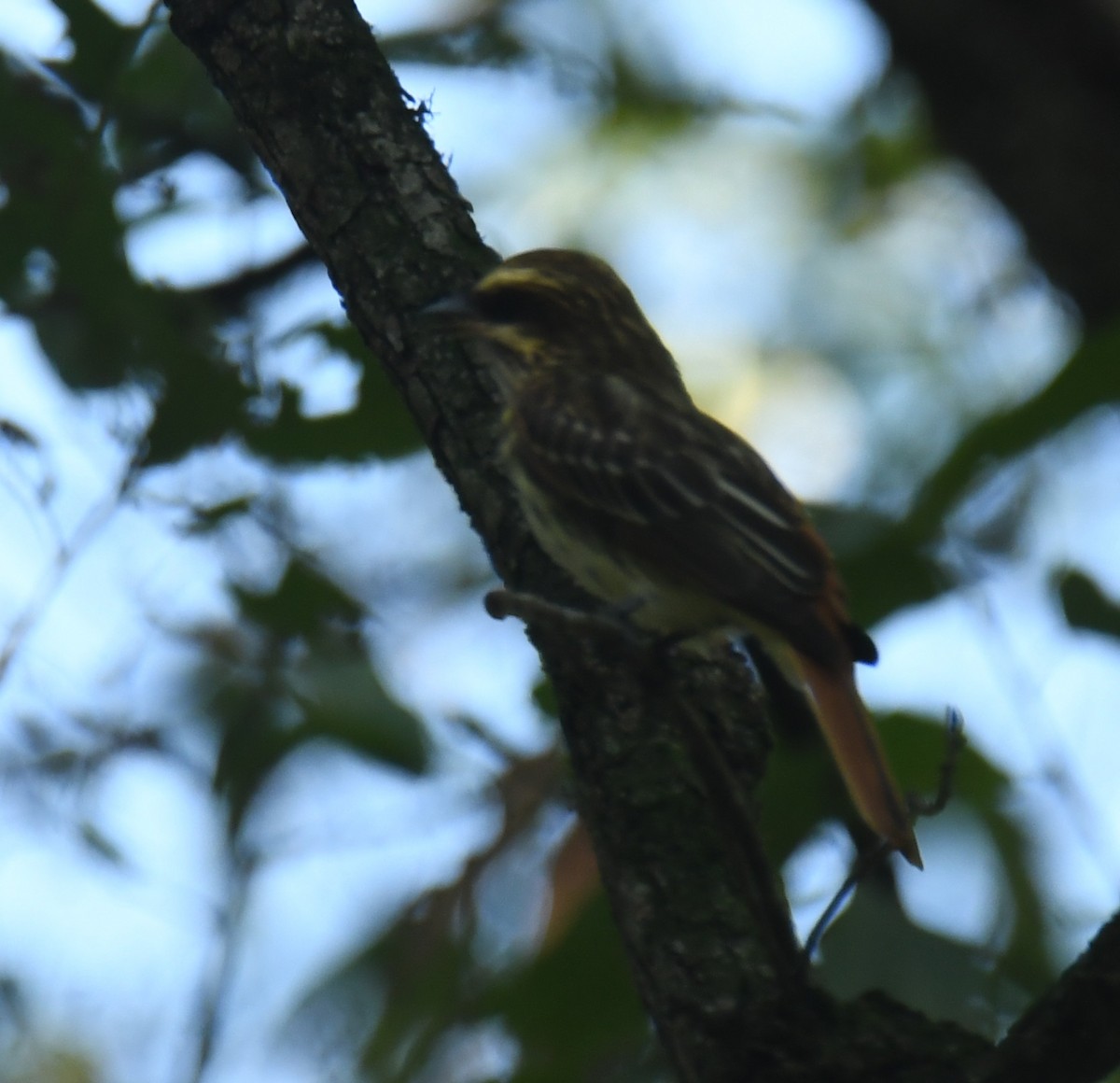 Streaked Flycatcher - ML620275495