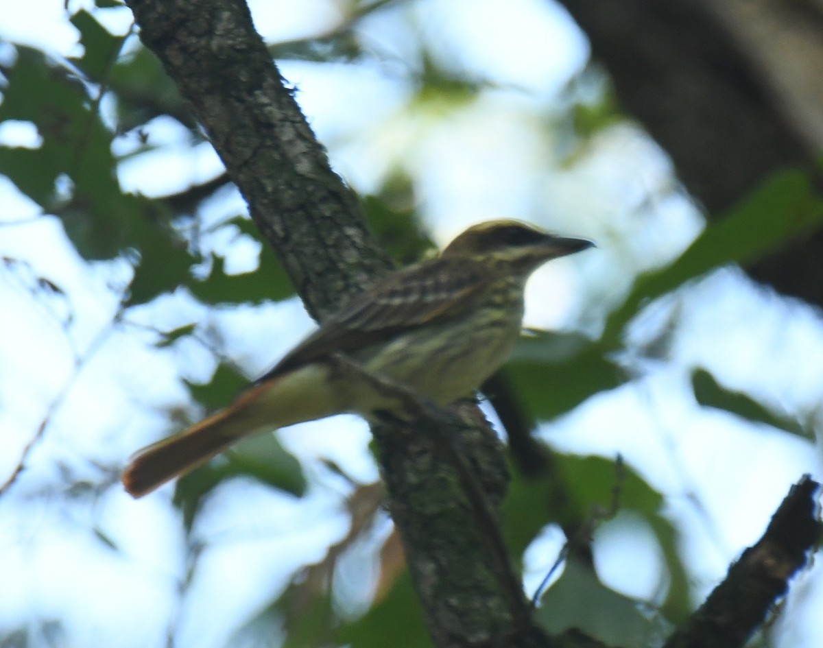 Streaked Flycatcher - ML620275497