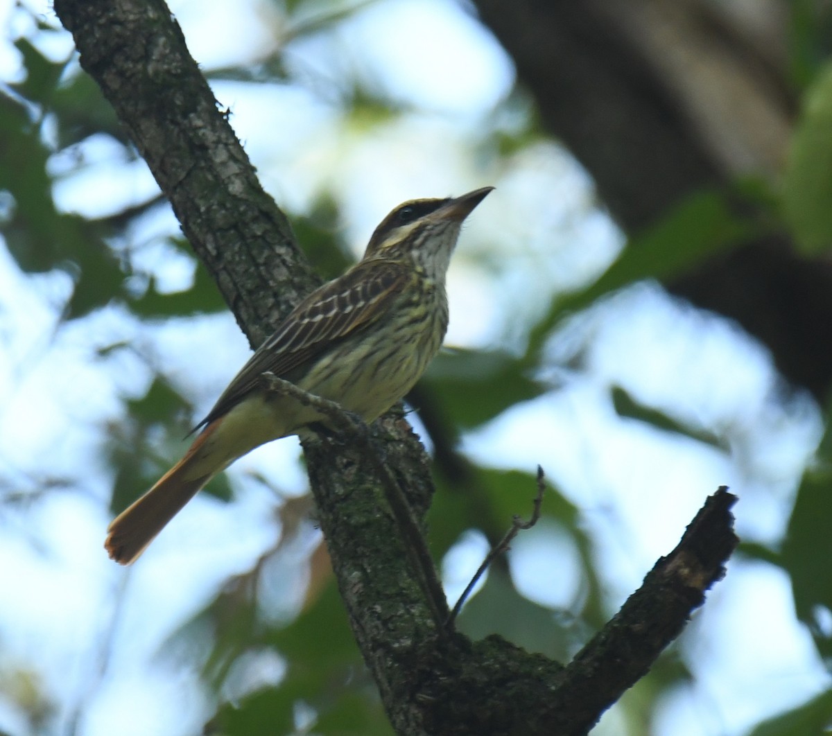 Streaked Flycatcher - ML620275498