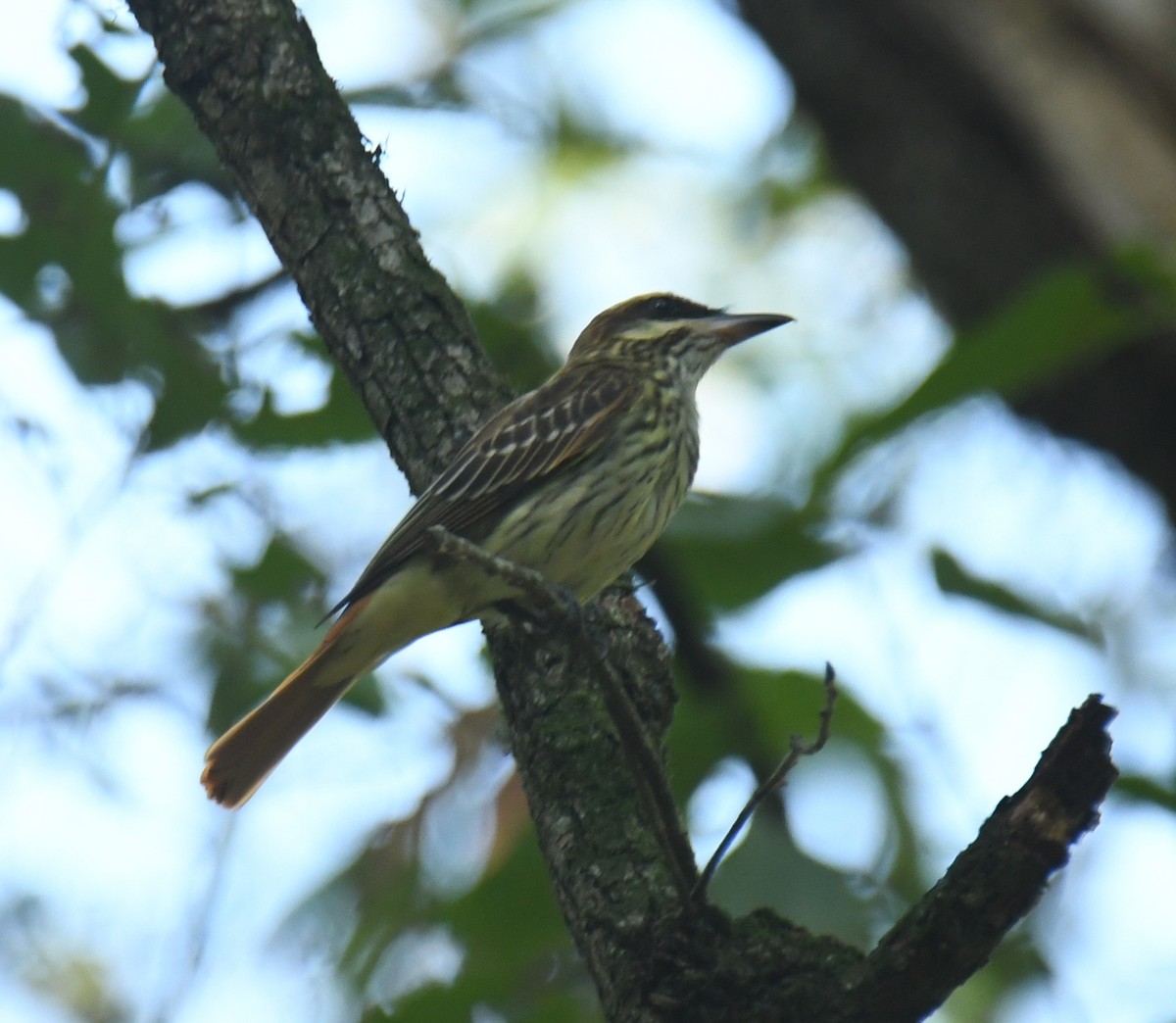 Streaked Flycatcher - ML620275499