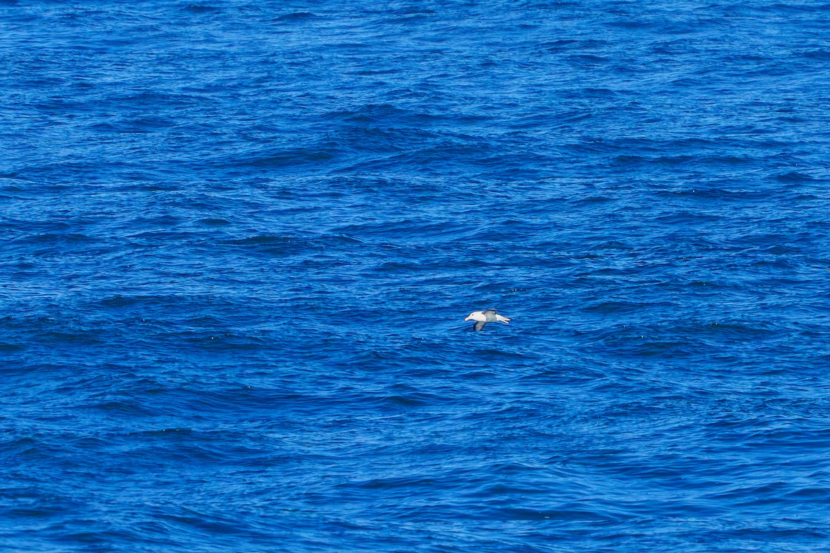 Black-browed Albatross - ML620275503