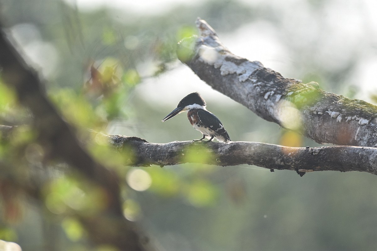 Green Kingfisher - ML620275509