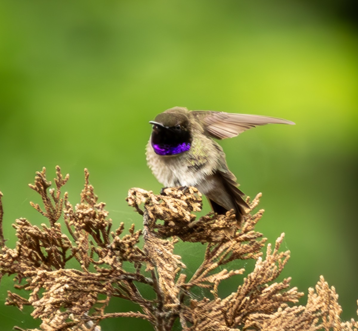 Ruby-throated/Black-chinned Hummingbird - ML620275514