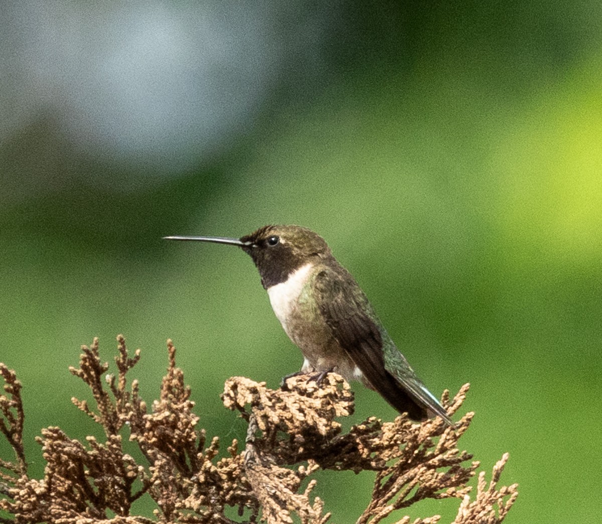 Ruby-throated/Black-chinned Hummingbird - ML620275517