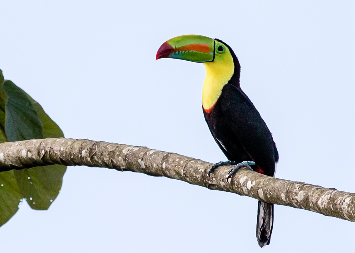 Keel-billed Toucan - ML620275519