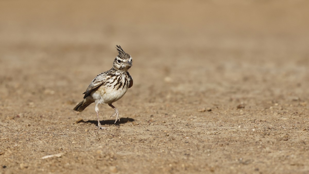 Crested Lark - ML620275521