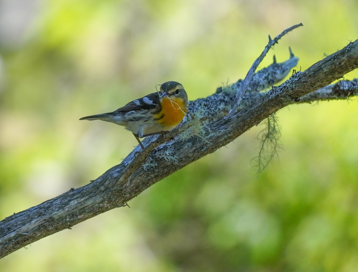 Blackburnian Warbler - ML620275527