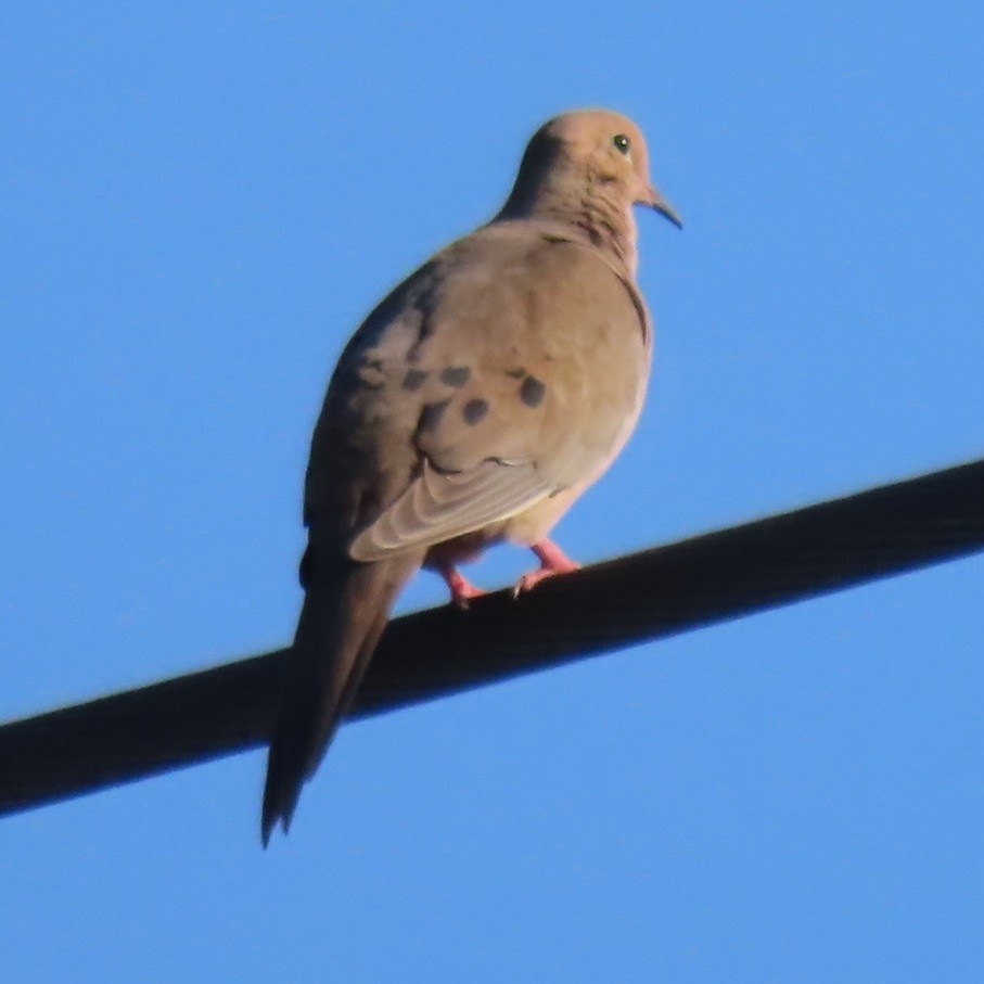 Mourning Dove - ML620275531