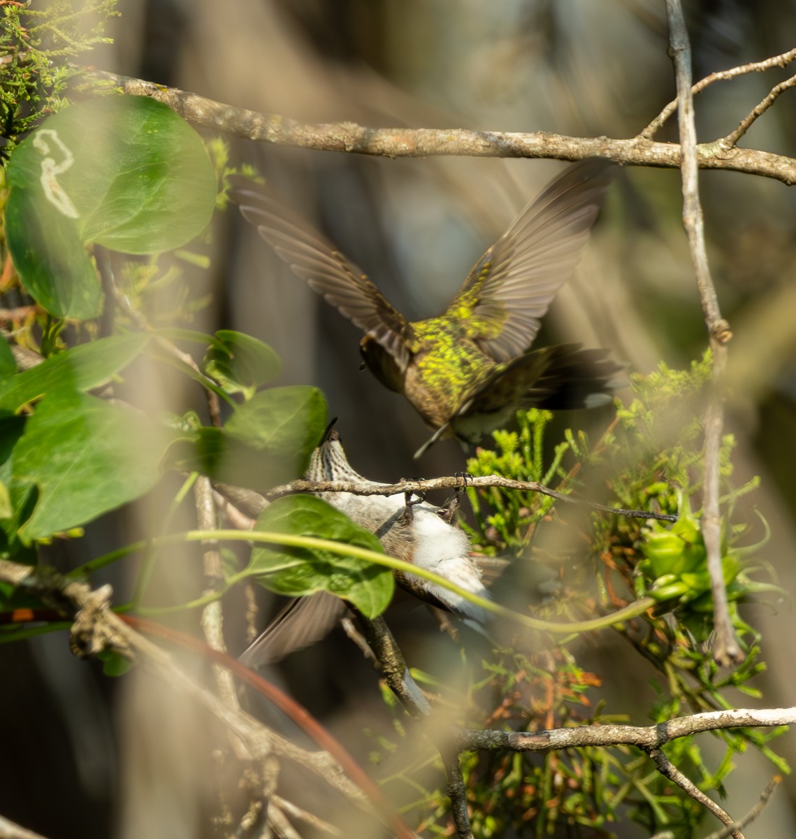 Ruby-throated/Black-chinned Hummingbird - ML620275532