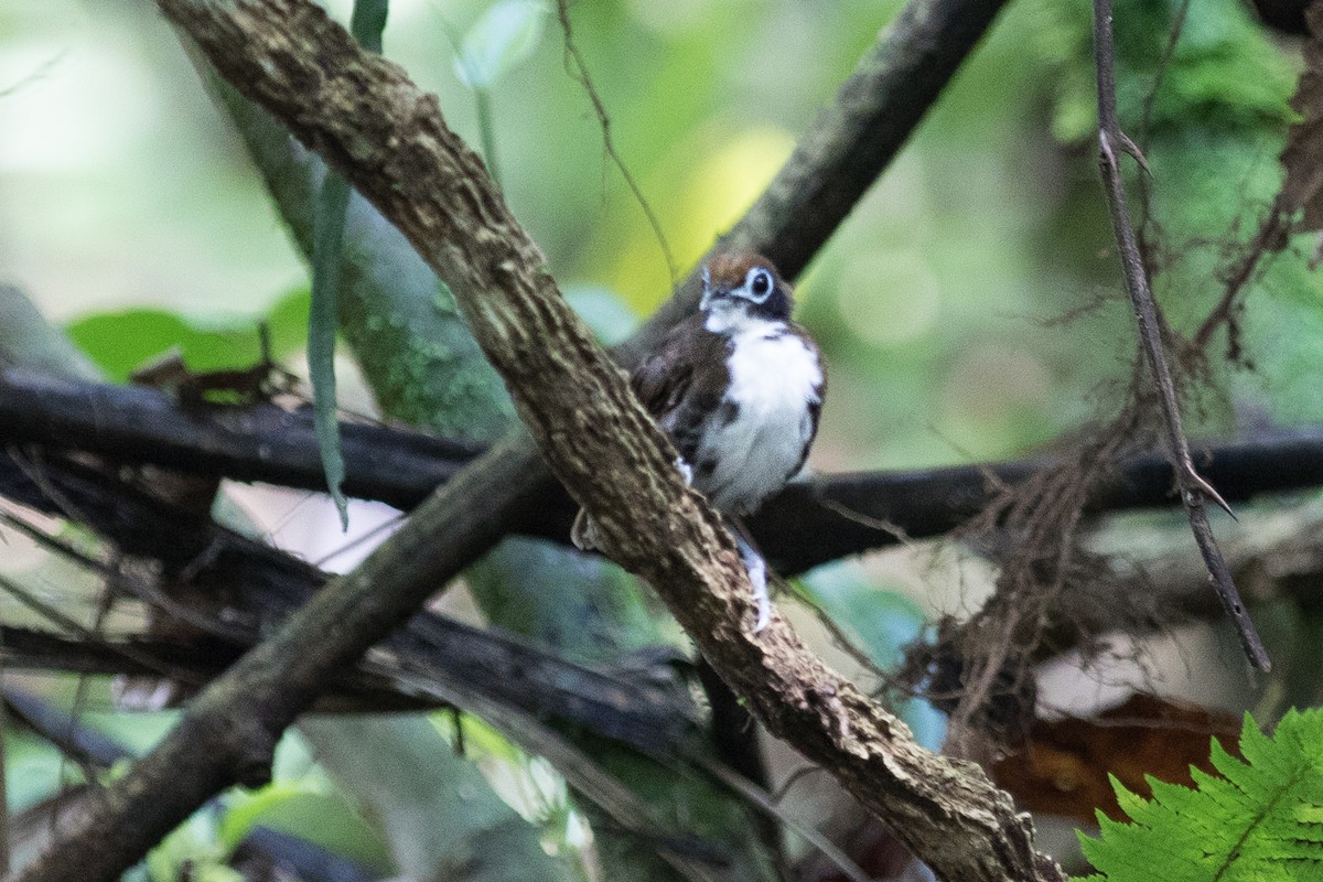 Bicolored Antbird - ML620275534