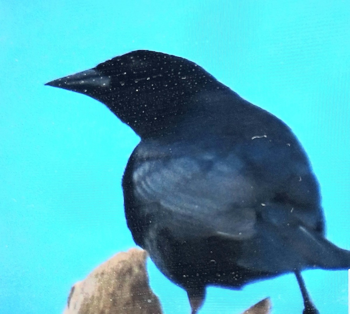 Shiny Cowbird - ML620275535