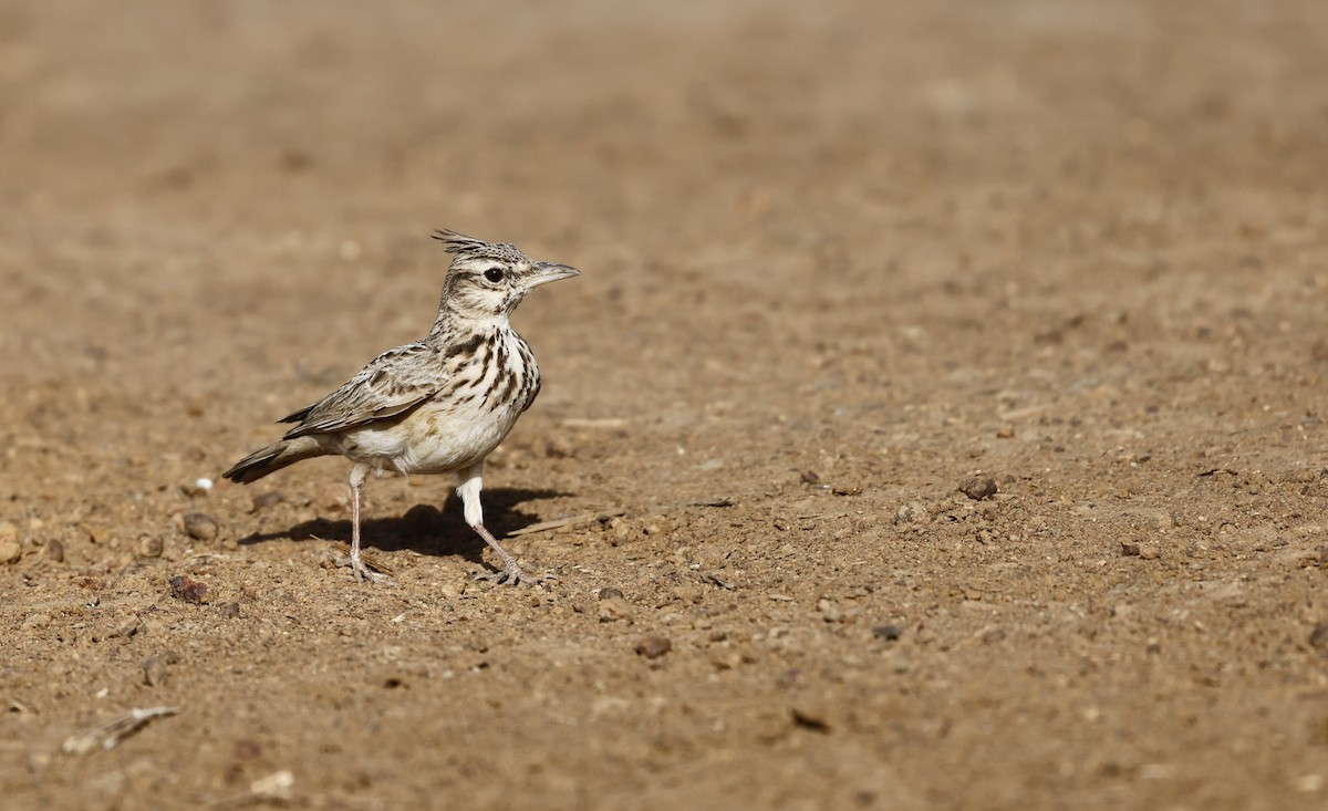 Crested Lark - ML620275536