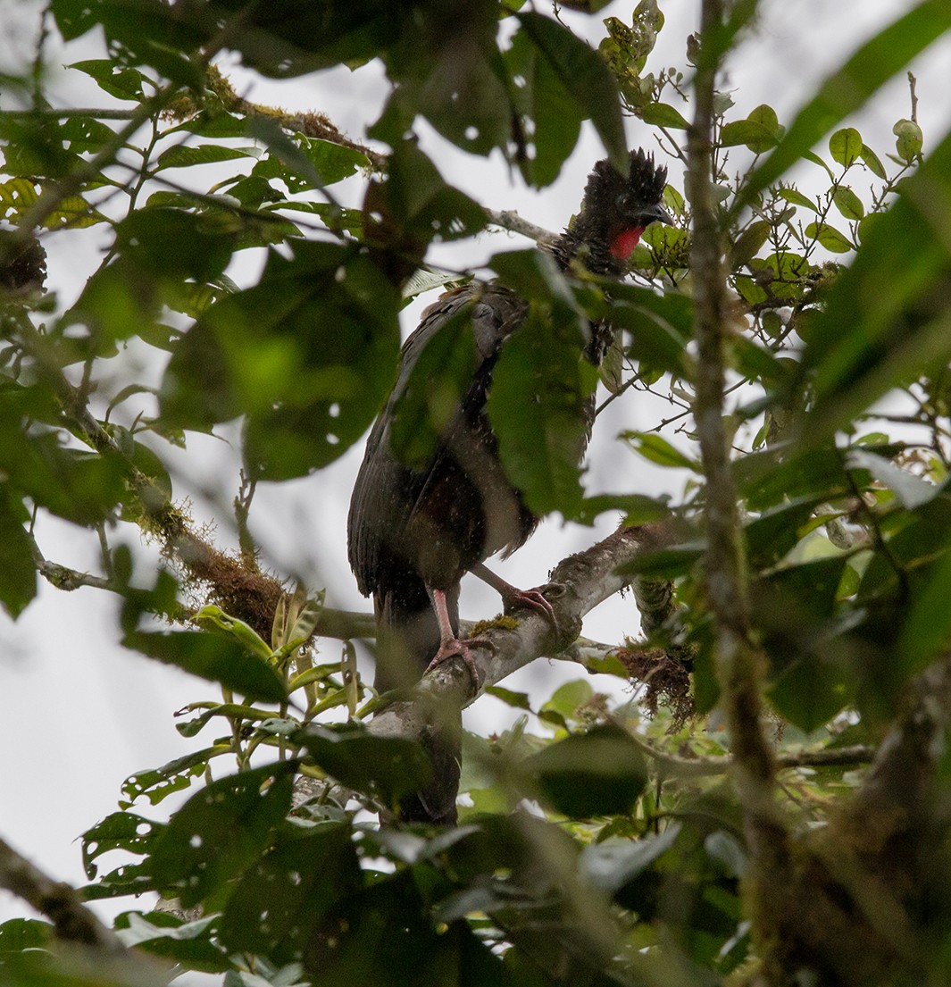 Crested Guan - ML620275540