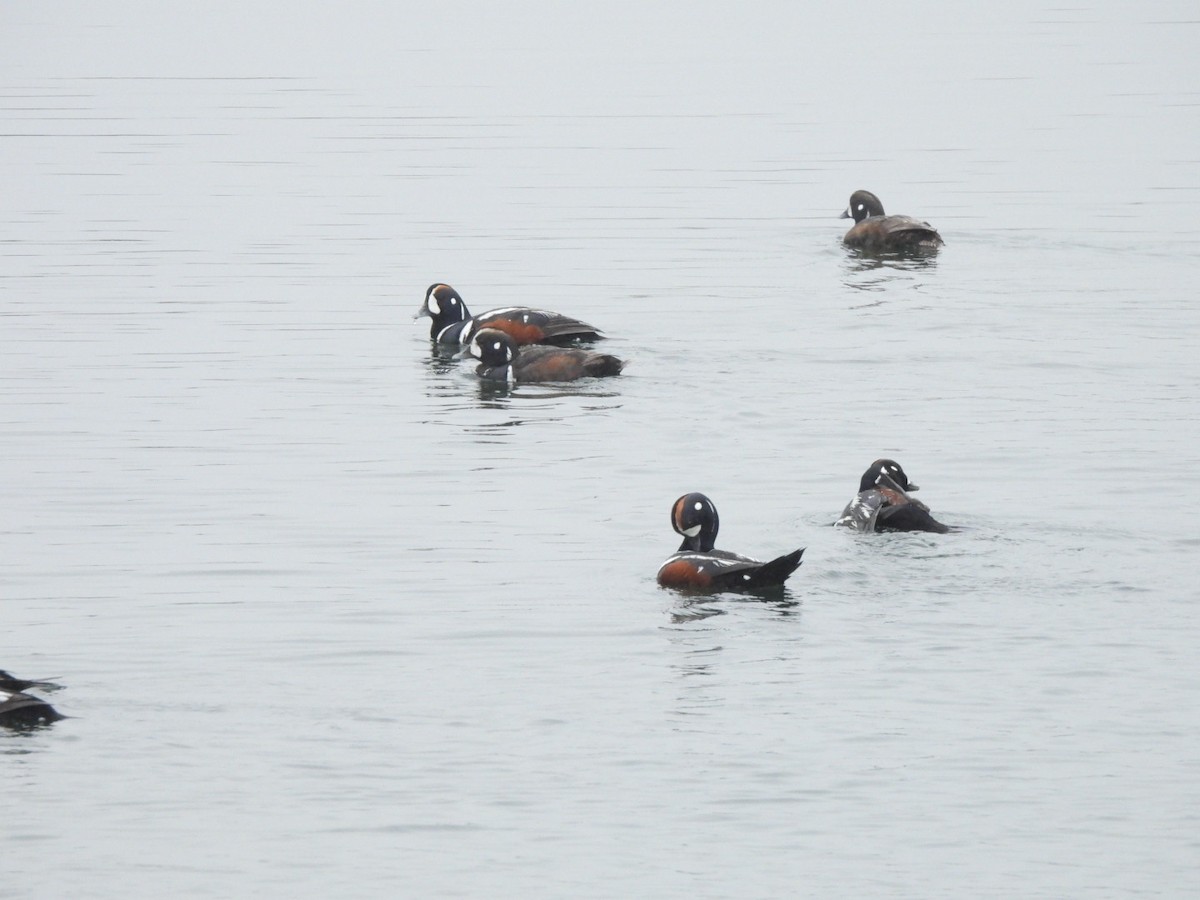 Harlequin Duck - ML620275547