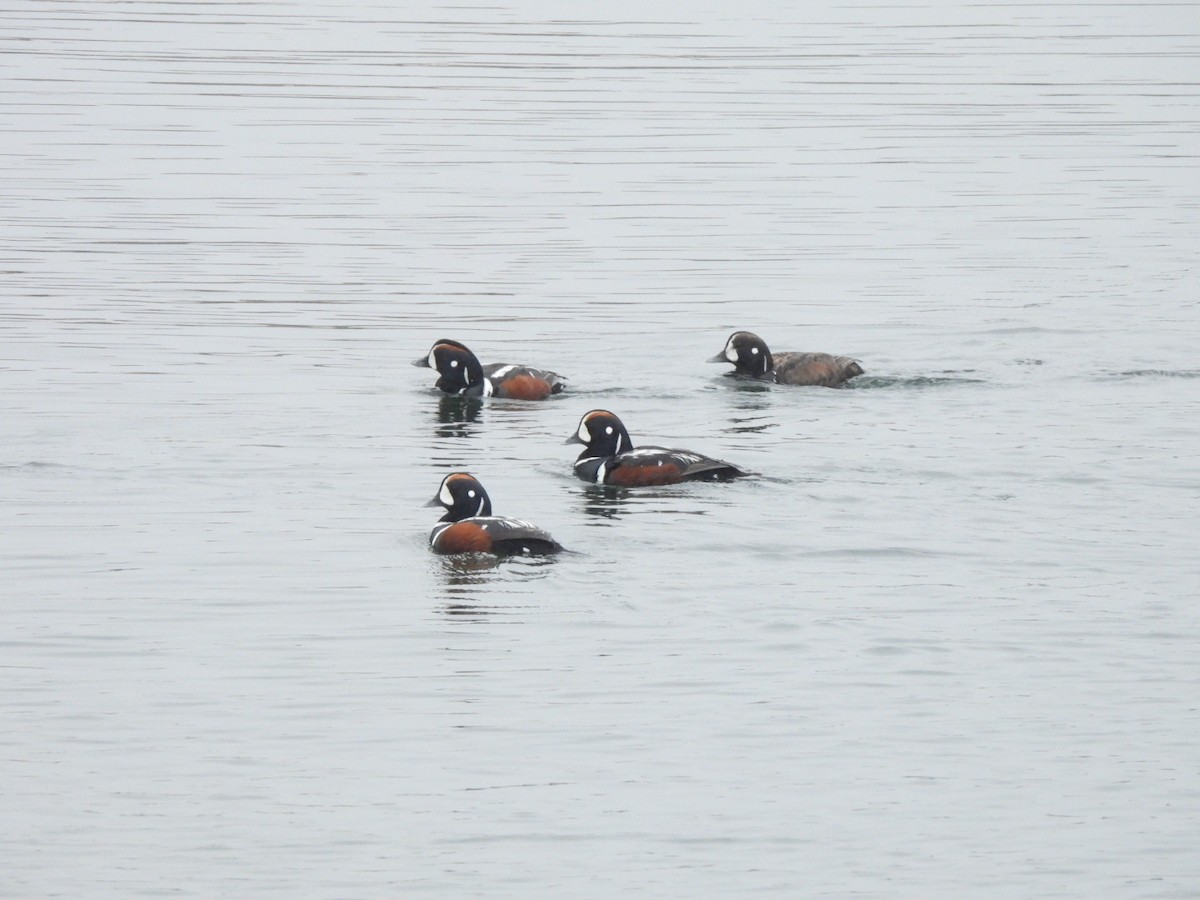 Harlequin Duck - ML620275549