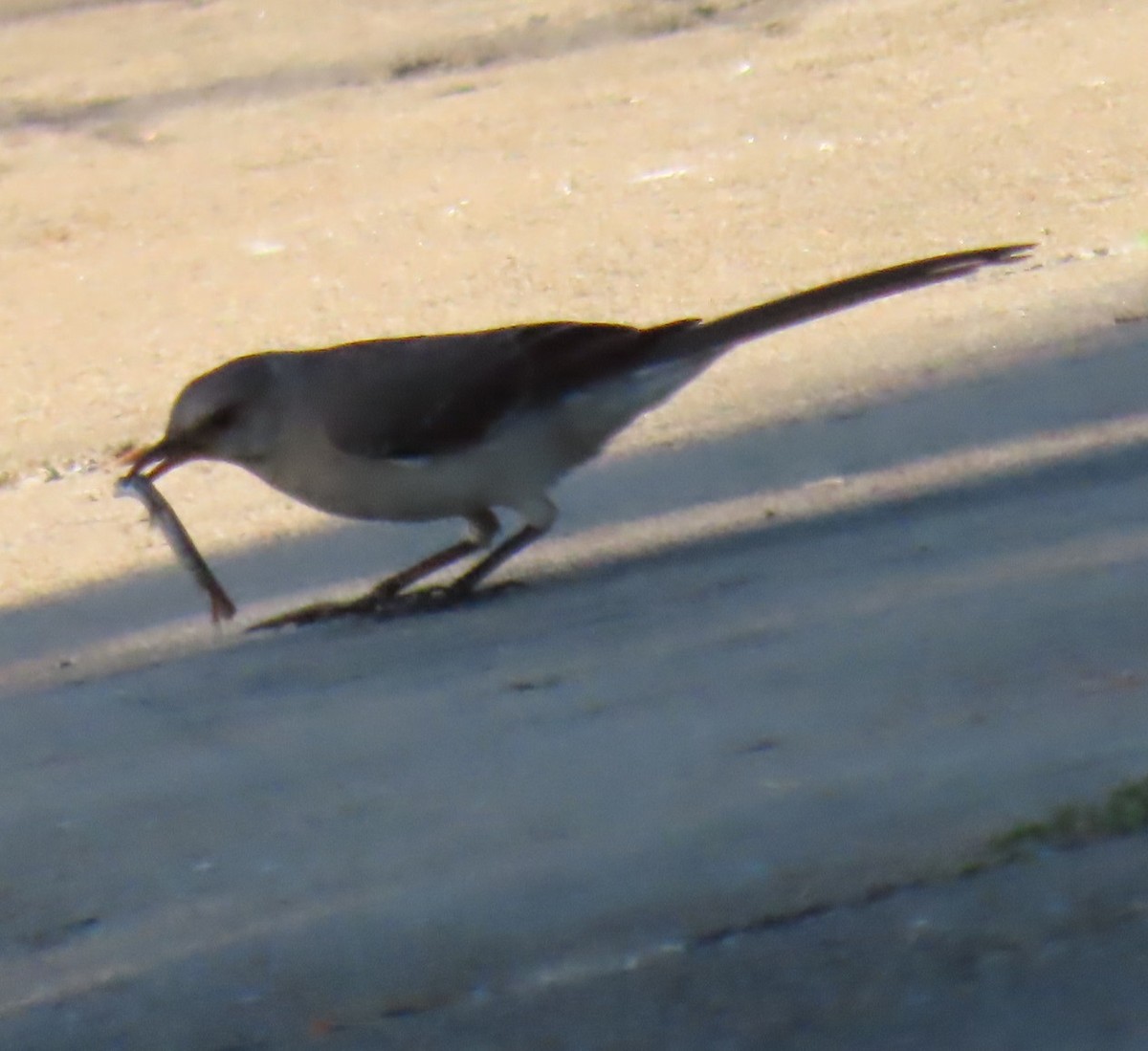 Northern Mockingbird - ML620275551