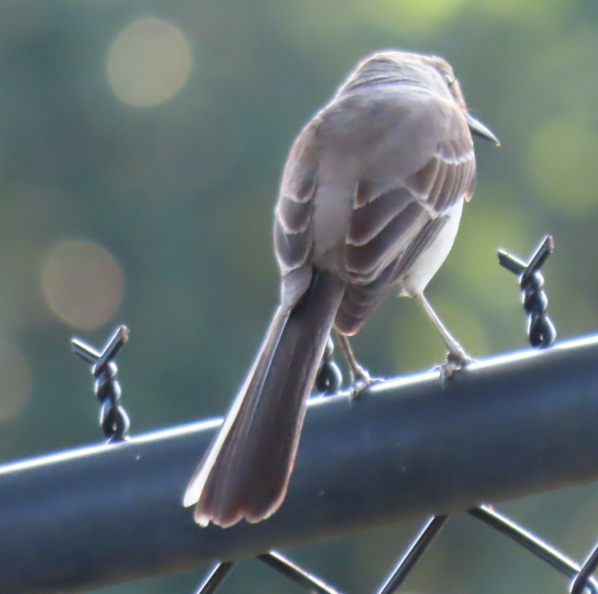 Northern Mockingbird - ML620275552