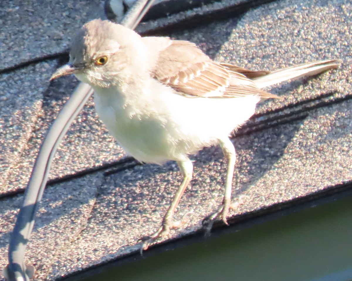 Northern Mockingbird - ML620275553