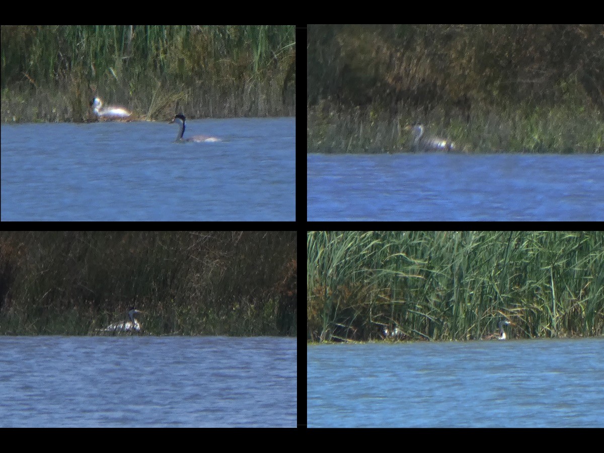 Clark's Grebe - ML620275557