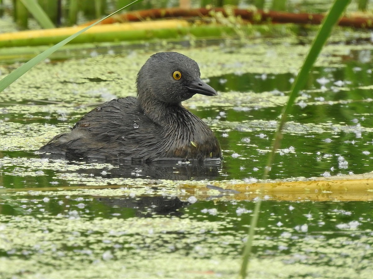 Least Grebe - ML620275561