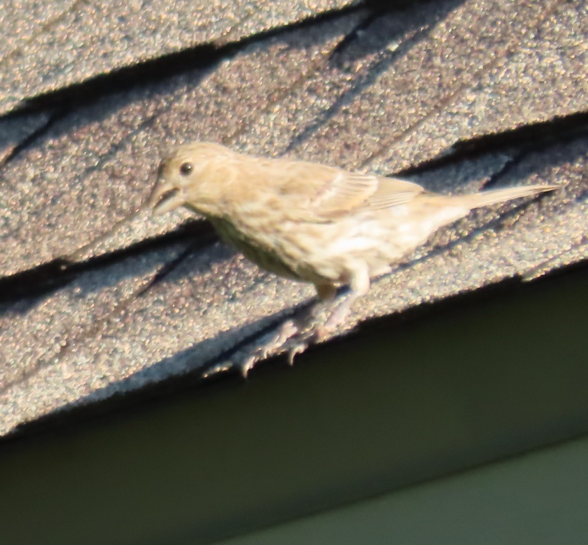 House Finch - ML620275564