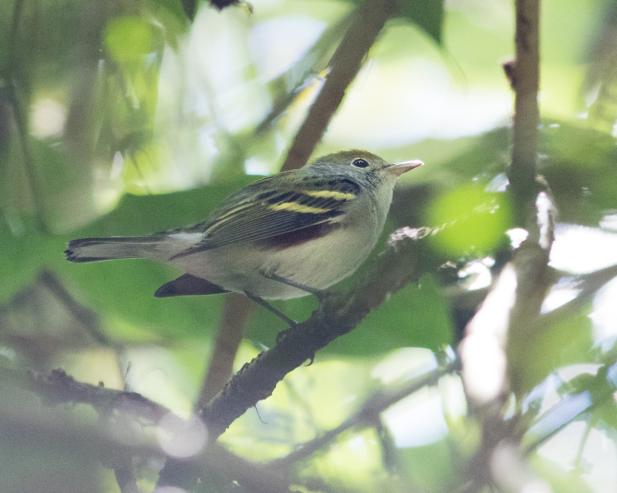 Chestnut-sided Warbler - ML620275565