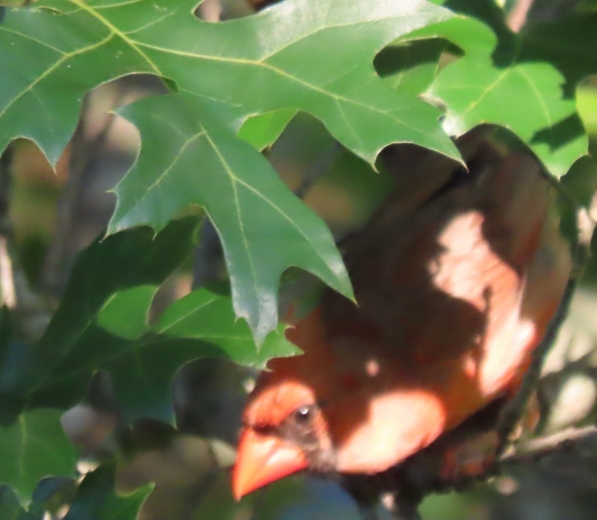 Northern Cardinal - ML620275569