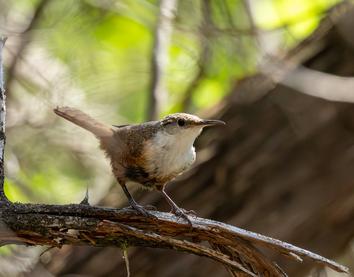 Canyon Wren - ML620275578