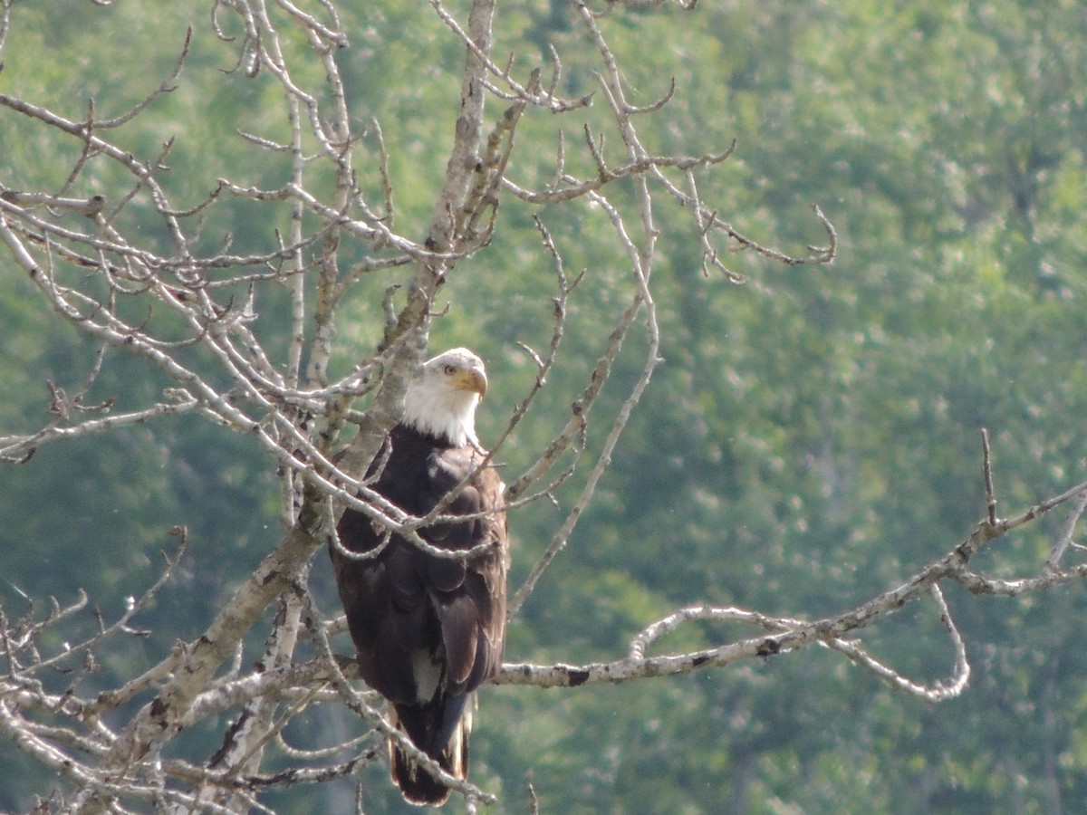 Weißkopf-Seeadler - ML620275579