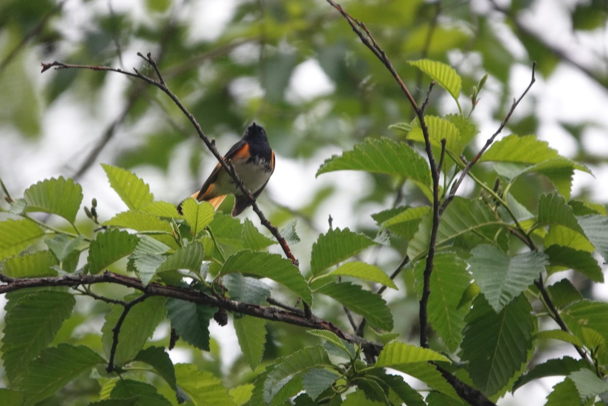 American Redstart - John & Tracy Bell