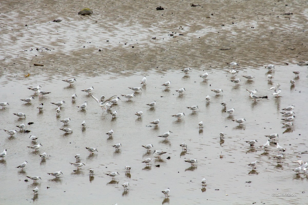 Bonaparte's Gull - ML620275586