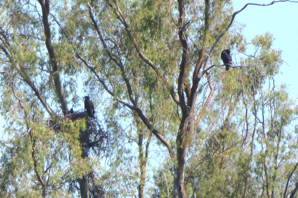 Weißkopf-Seeadler - ML620275594