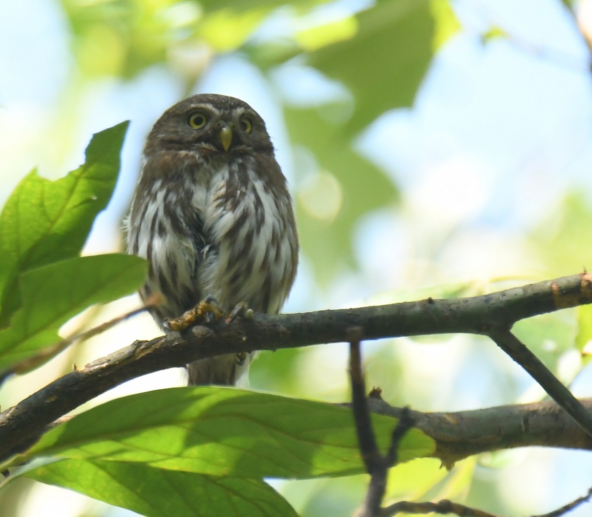 Ferruginous Pygmy-Owl - ML620275614