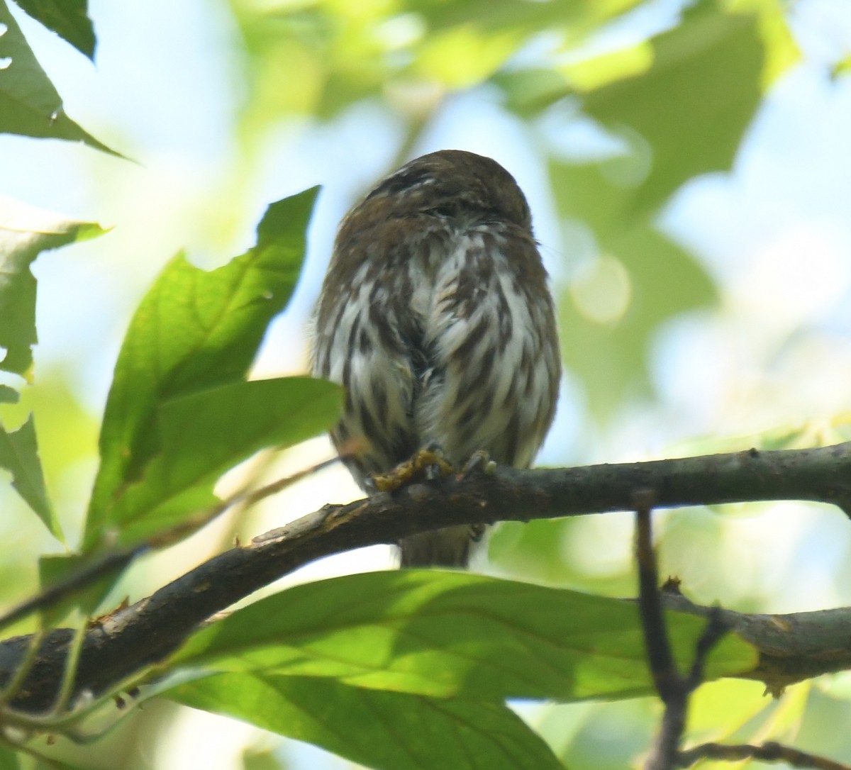 Ferruginous Pygmy-Owl - ML620275615