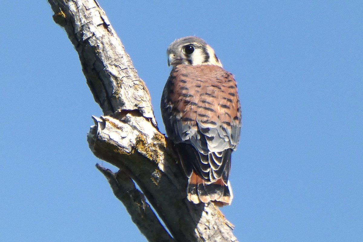 American Kestrel - ML620275616