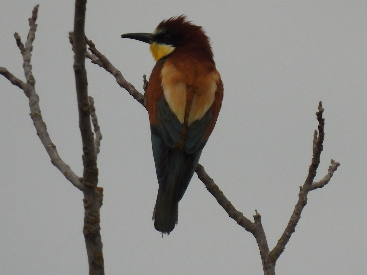 European Bee-eater - ML620275617